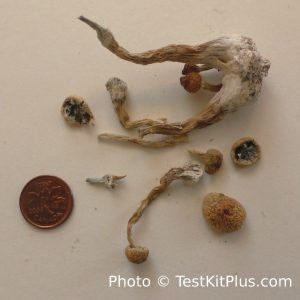 Dried magic mushrooms with a coin beside them to show the relative size.